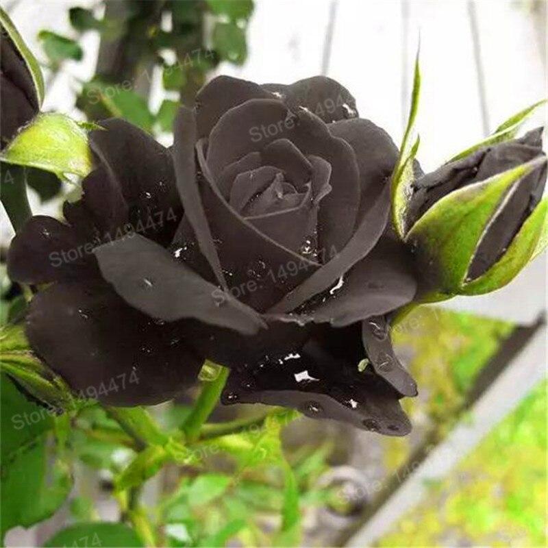 Black Rose Price In Bangladesh ubicaciondepersonas.cdmx.gob.mx