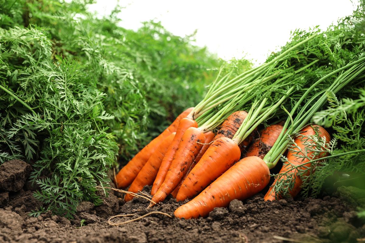 Progressive - Opulence at Its Best - Hybrid Carrot (Gazor) Seeds 1 intake packet (05 gram) - Tools, DIY & Outdoor - Must Have. 
