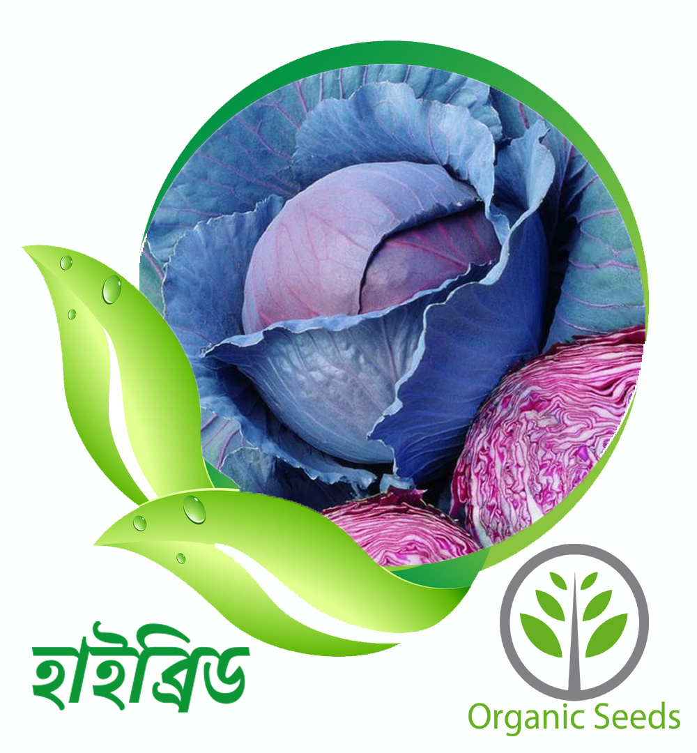 Ruby King Red - 25 pieces F1 Hybrid - Grow Your Own Healthy & Fresh Veggies - Non-GMO Organic High-Yield - Cabbage Seeds. 