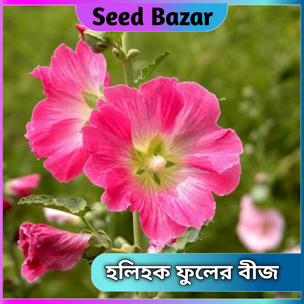 Hollyhock flower seeds 10 pice + gift