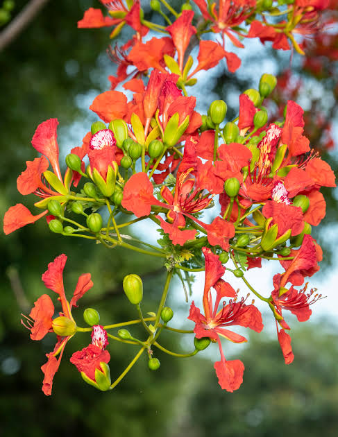 Global Krishnachura (Delonix regia) 05Pcs Seeds. 