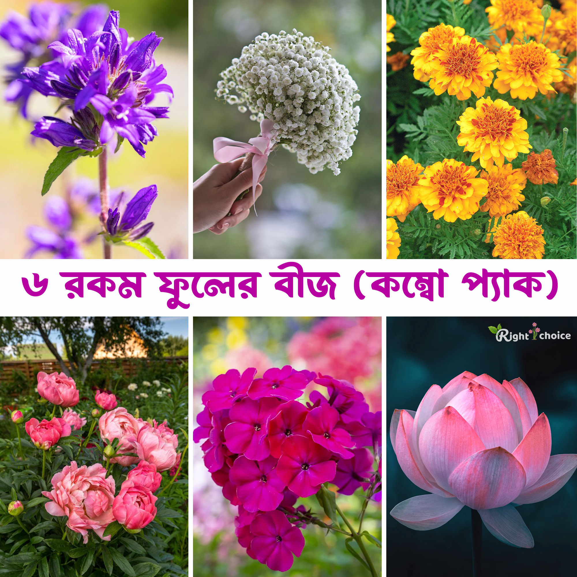 Flower combo pack 6 type 22 pice seeds (bellflower 4 pice + gypsy 4 oce+marigold 4 pice+phlox 4 pice +viola 4 pice +lotus flower 2 pice). 