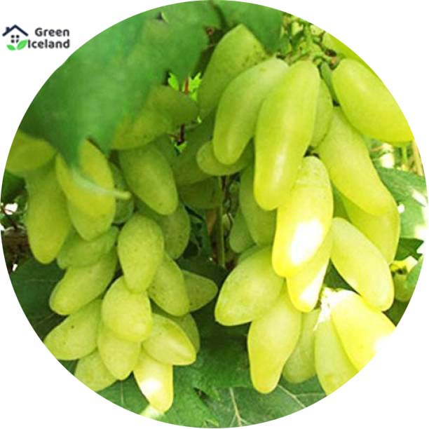 Grape Seeds -20 Pcs SeedS /*