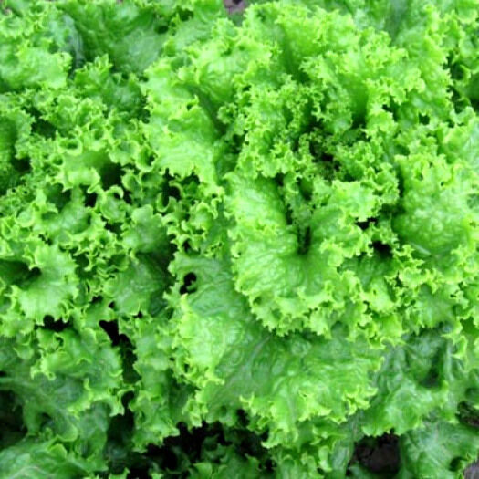 (150seed)Lettuce Grand Rapid Seed/Lettuce Grand Rapids easy to grow great salad choice Green wave seed