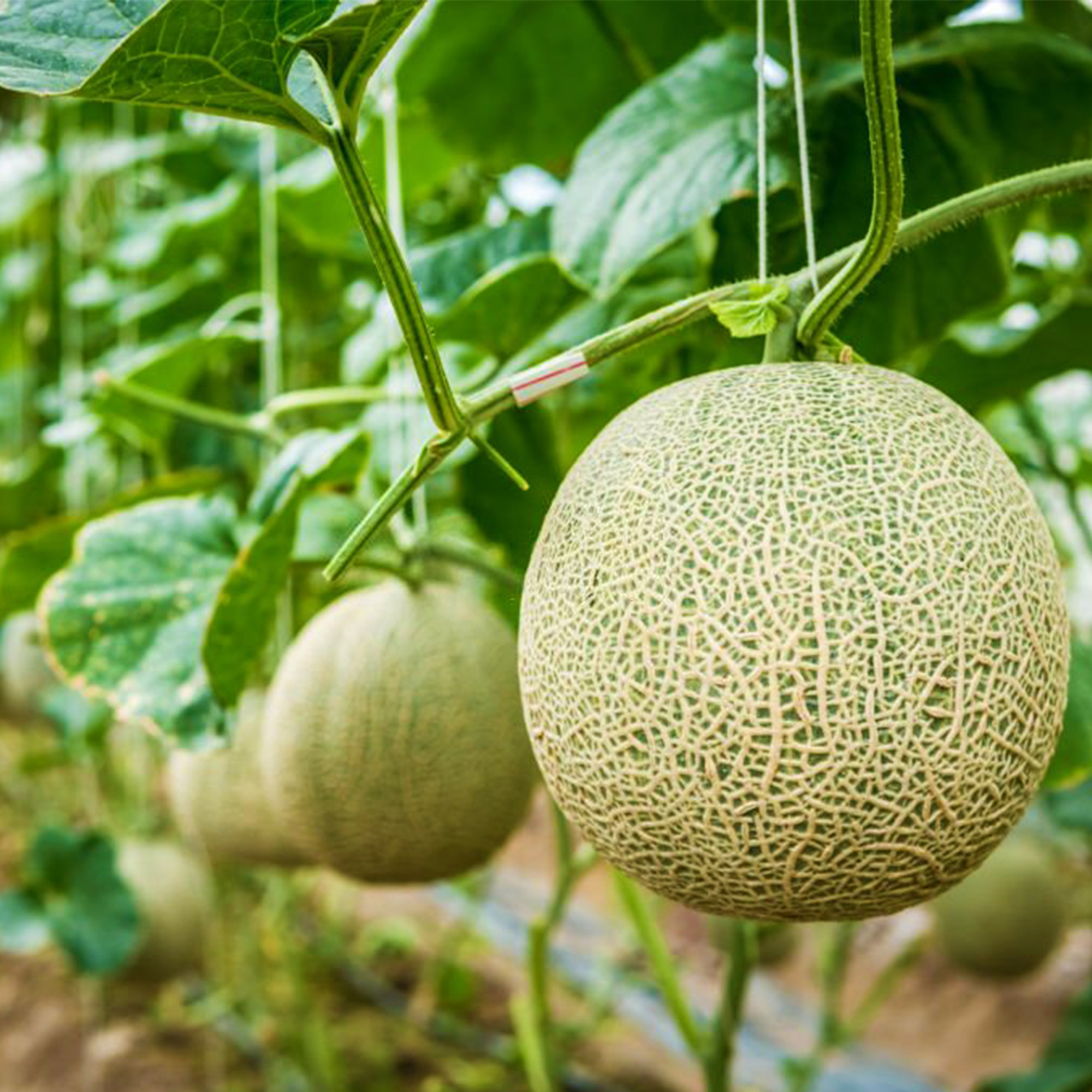05 pcs Rock Melon (সাম্মাম ফল ) Seeds. / Rock Melon  seeds. 