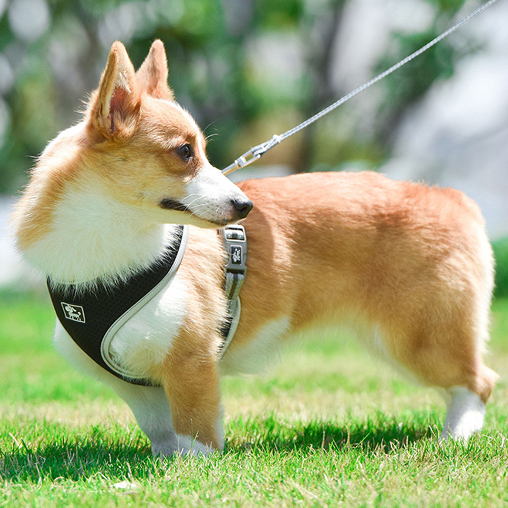 Whats The Best Harness For A
