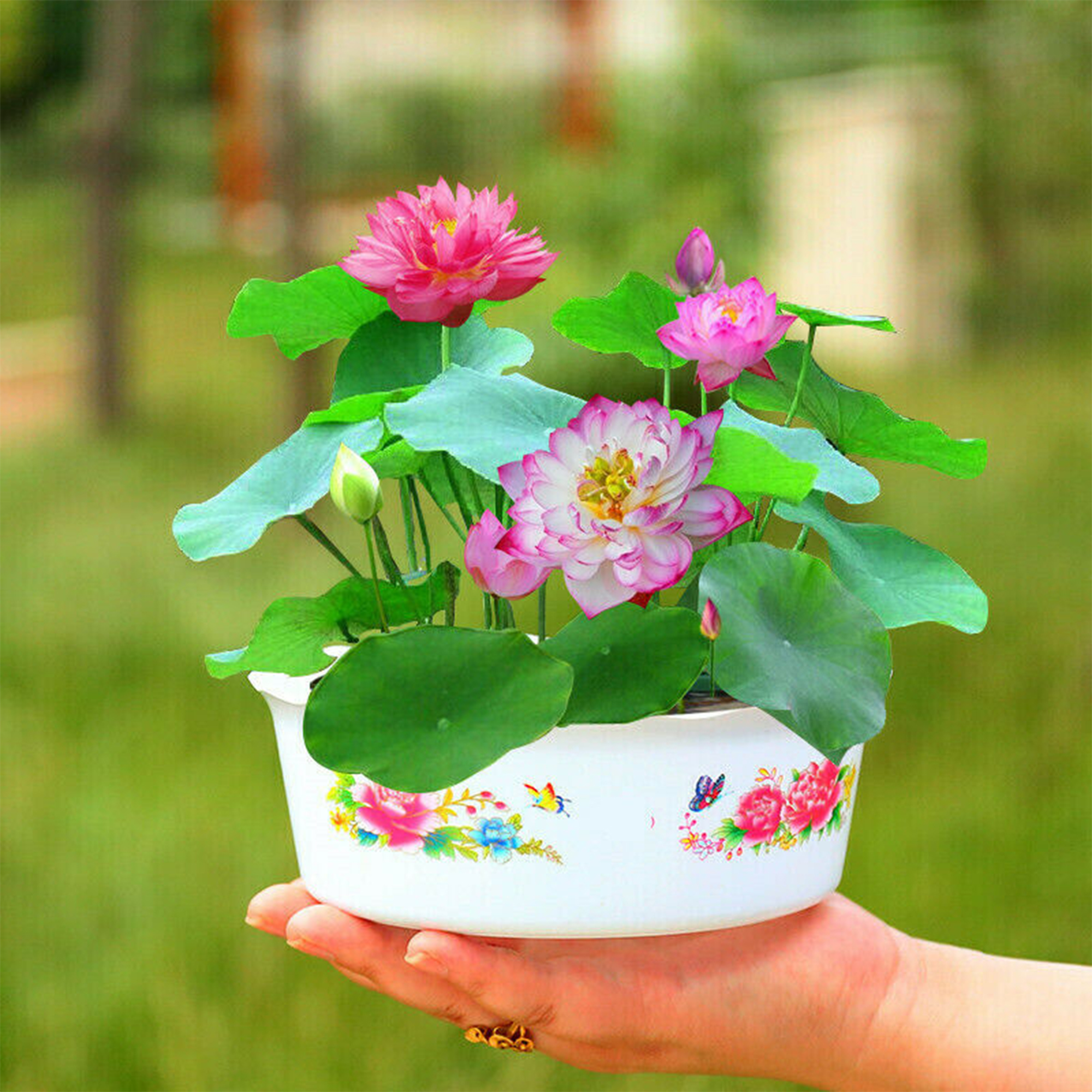 Poddo flower 2 pice, Jol Poddo Ful / Lotus Flower Seeds. 
