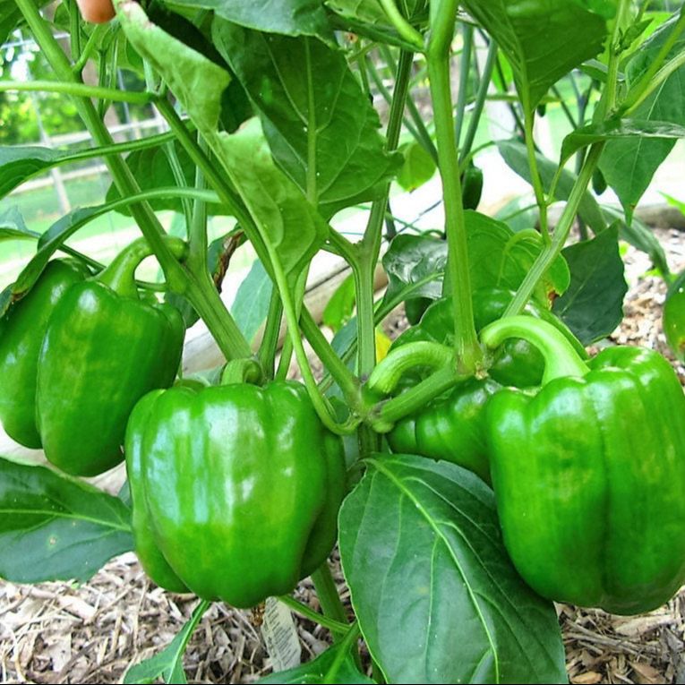 Premium Quality Capsicum Seeds (25 Seeds) - imported yellow Capsicum