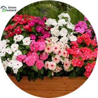 Global Vinca/Noyontara Flower Seeds(নয়নতারা ফুল বীজ) - 20 Pcs Seeds. 