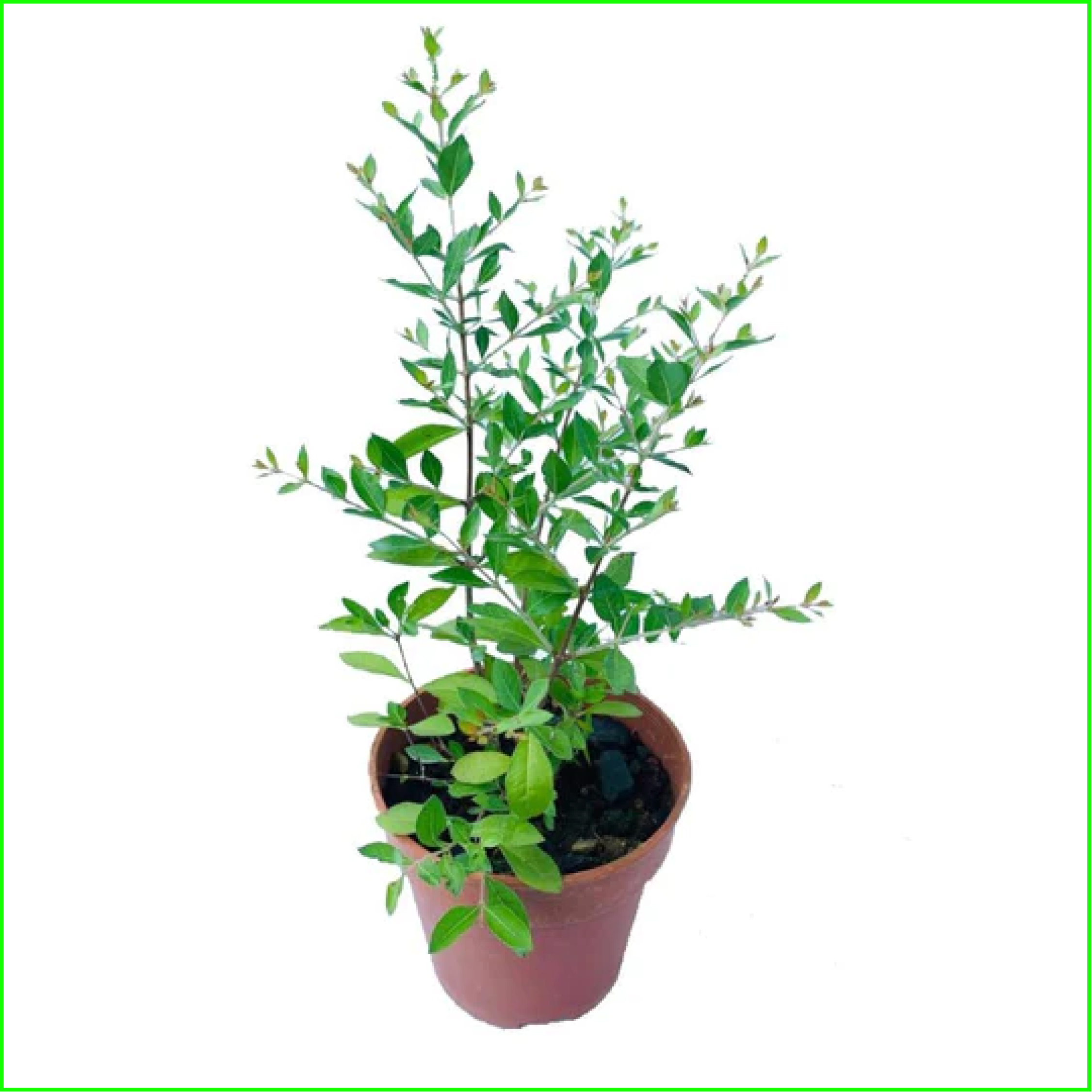 Mehedi Tree Seeds - 25 pcs /Mehndi tree is a very useful plant.