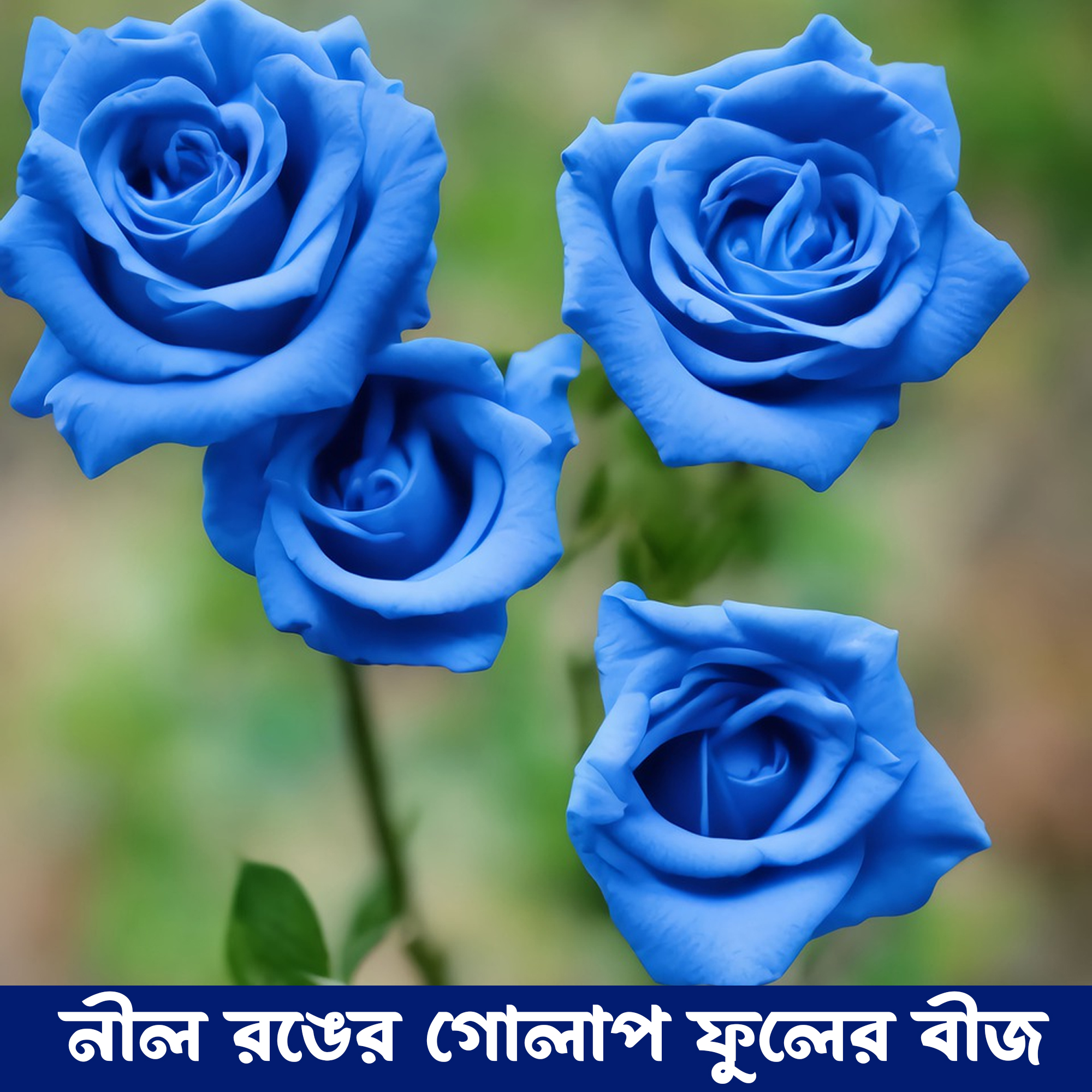 Rose flower seed 10 pice + gift (blue color)