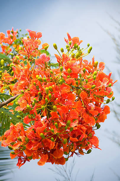 Global Krishnachura (Delonix regia) 05Pcs Seeds. 