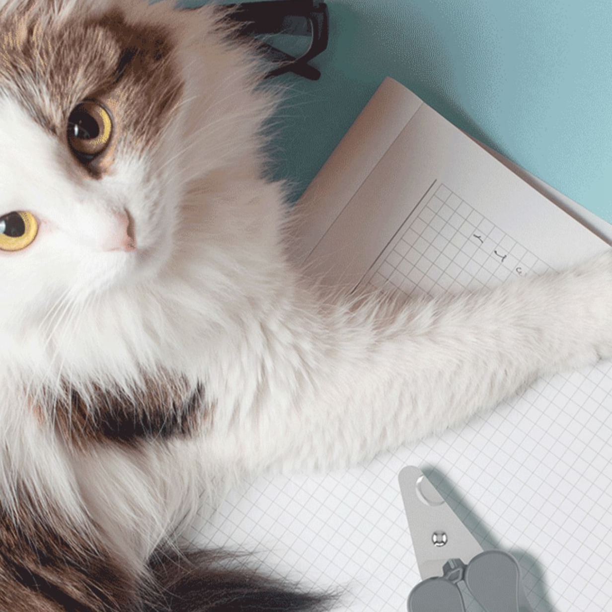 cat nail clippers pets at home