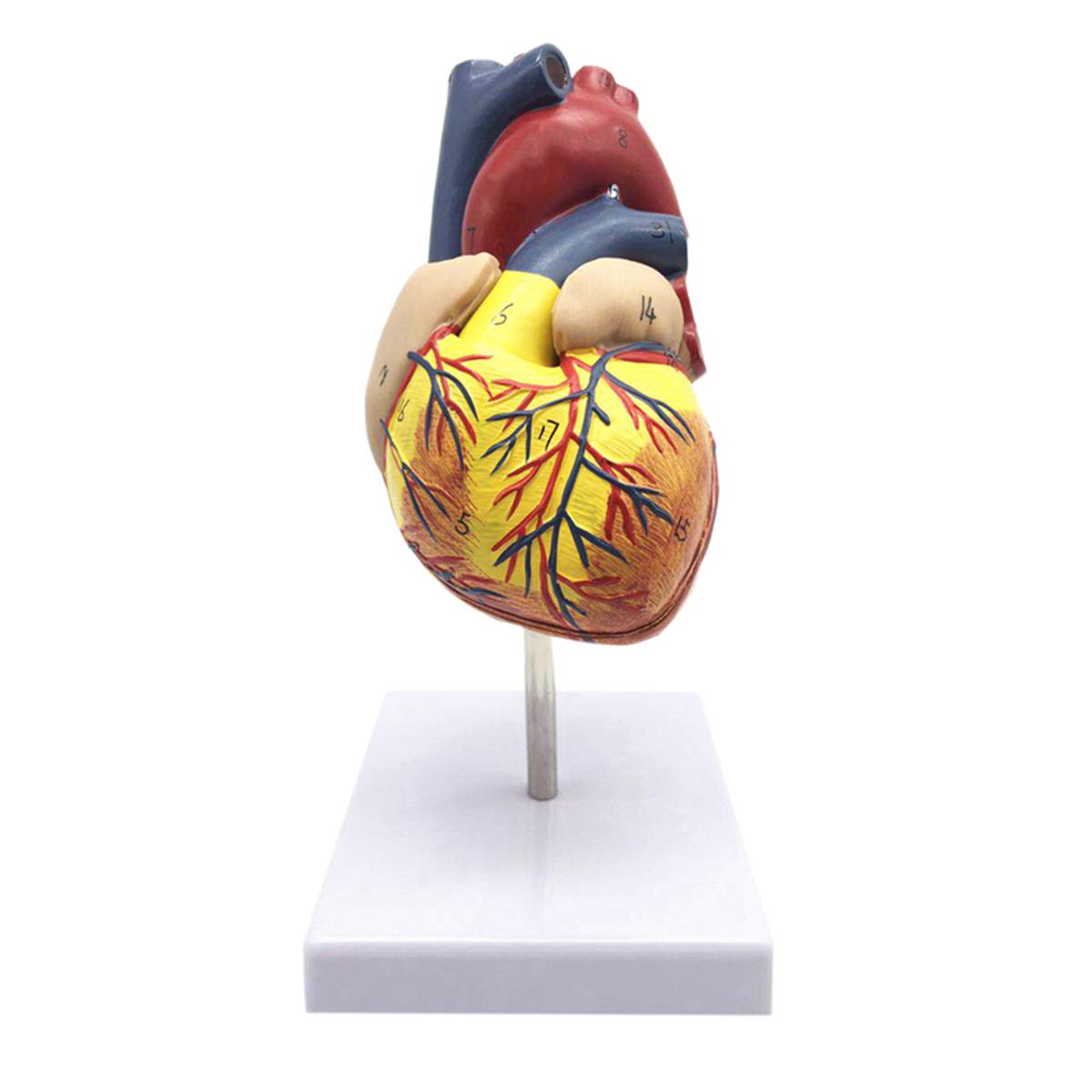 1: 1 Human Heart Model, Anatomically Accurate Heart Model Life Size Human Skeleton Anatomy For Science Classroom Study Display Teaching Medical Model