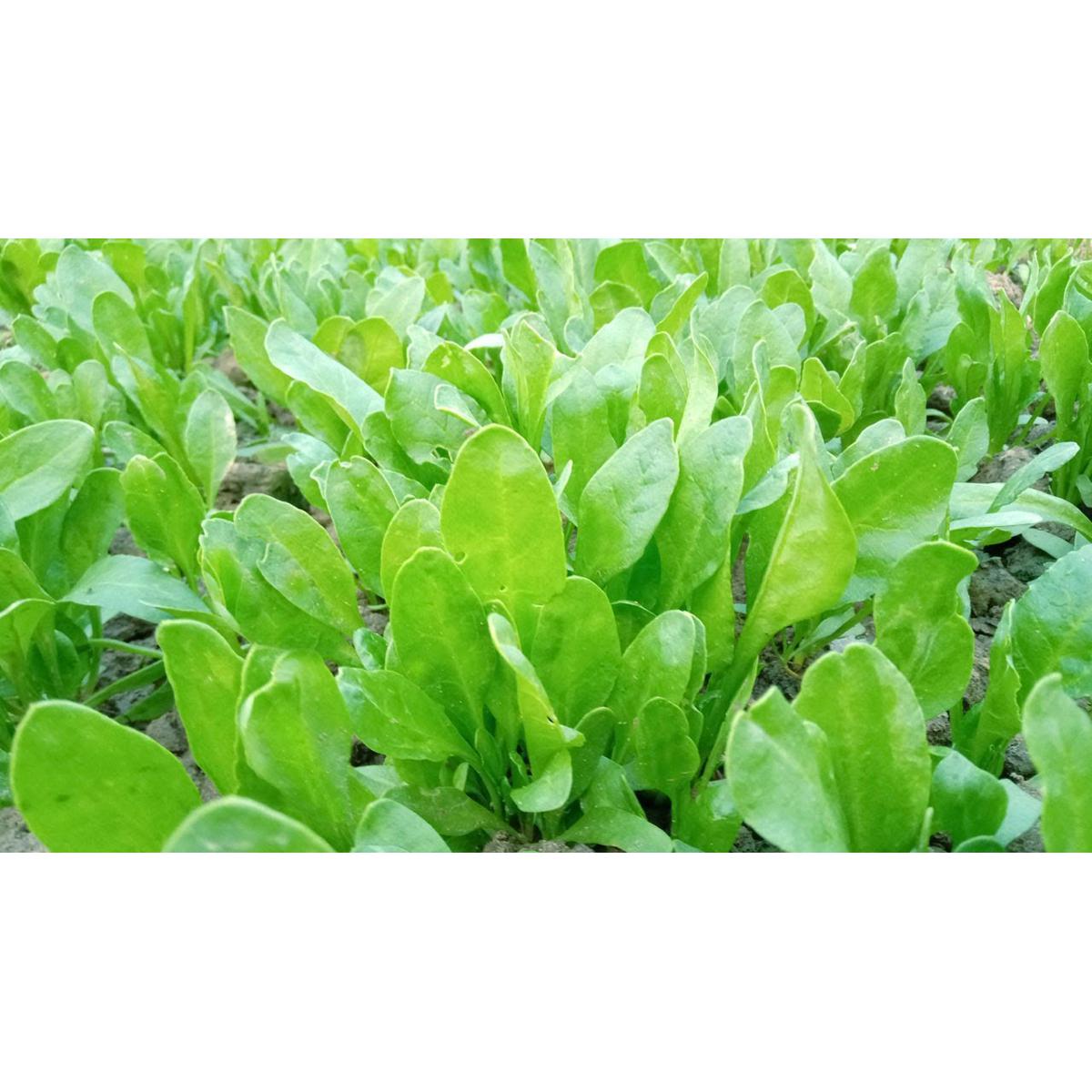 SPINACH SEEDS Palong Shak (Intact 2 Paket)
