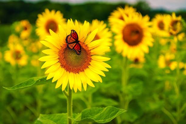 Flower and Tub Combo .3 Pice Tub-3 Type Flower (Zinnia,Dalia,Sunflower). 