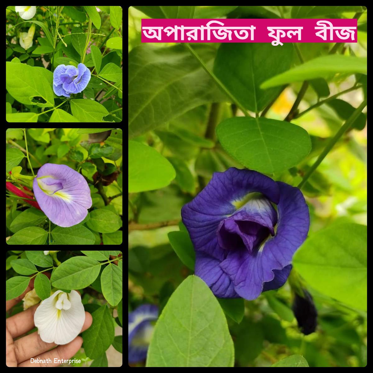 Multicolor Hybrid Aparajita Flower Seeds 10+ Pcs Seeds