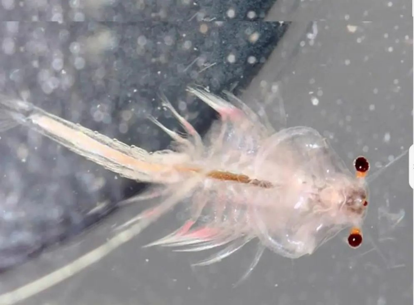 One Piece 15 mm L Sea Monkey Monkeys Eggs Fairy Brine Shrimp Grow Artemia Salina Crayfish Prawns NOT Triops Egg Toy Hatch Toys