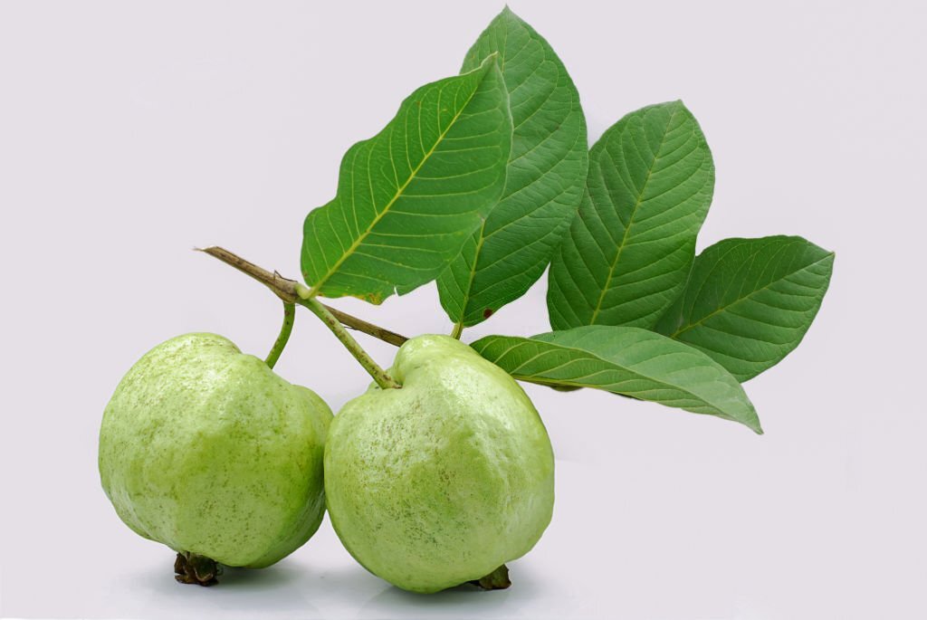 Highly Vital - Refined Taste - Hybrid Guava (pear) Fruit Seeds - 8 Pieces - Tools, DIY & Outdoor - Fun To Have - Modern and Trendy. 