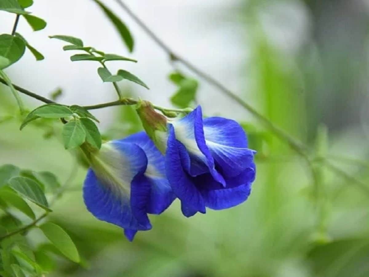 অপরাজিতা ফুল - ১০ টি বীজ - মিক্স কালার সিংগেল পেটাল. 