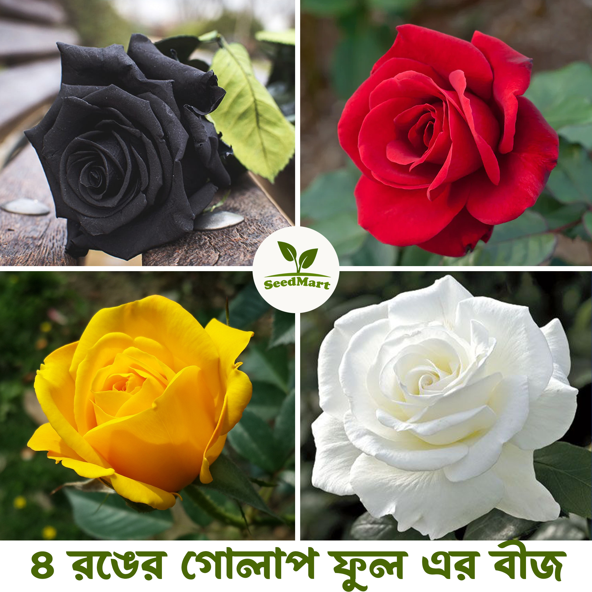 Multicolor rose flower seeds 20 pice + gift