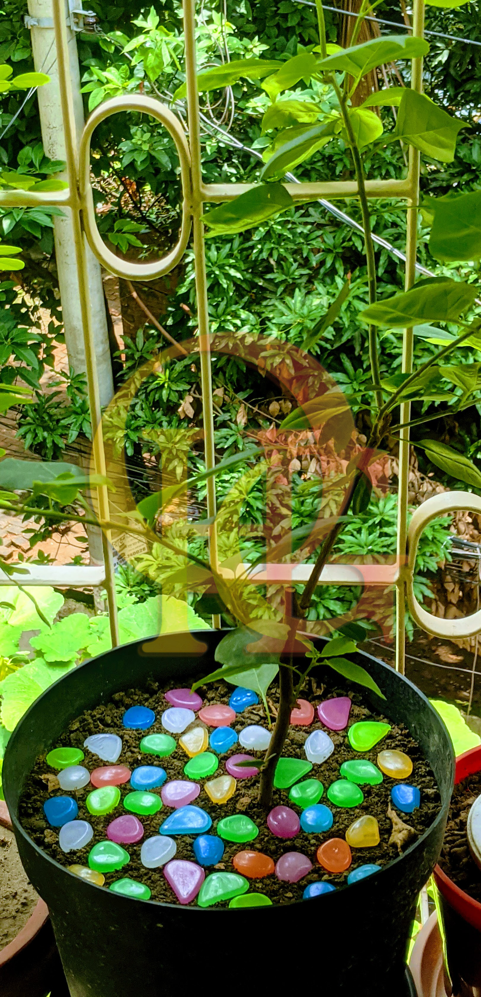 Artificial Luminous 50pcs Stone, Radium Stone, Glow in the Dark Fluorescent Pebbles Aquarium Fish Tank and Tree Tub Decorative Stones by OHG. 