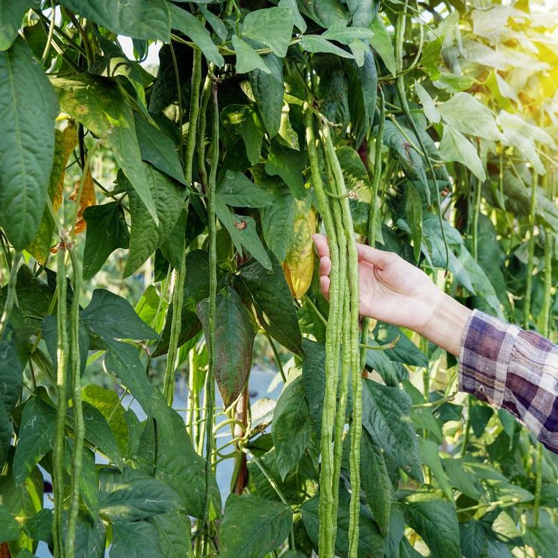 Progressive - Hybrid Yardlong bean (Borboti) seeds 1 intake packet (05 gram) - Tools, DIY & Outdoor - Modern and Trendy- Vibes. 