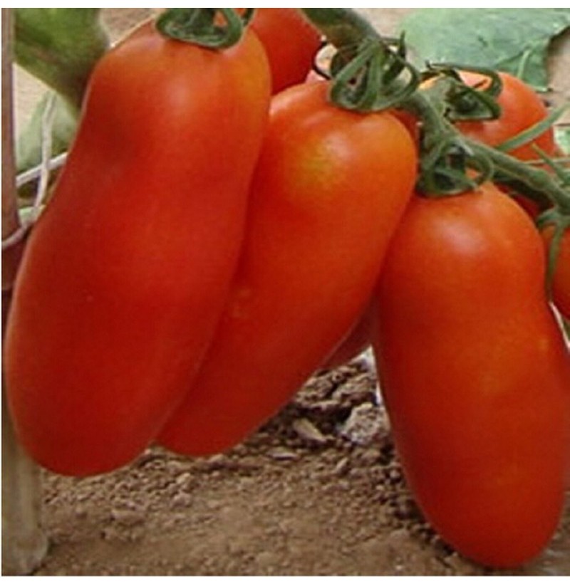 20 Pcs(বীজ) Bunches of Bananas Tomato Seeds Vegetable Bonsai Seeds. 
