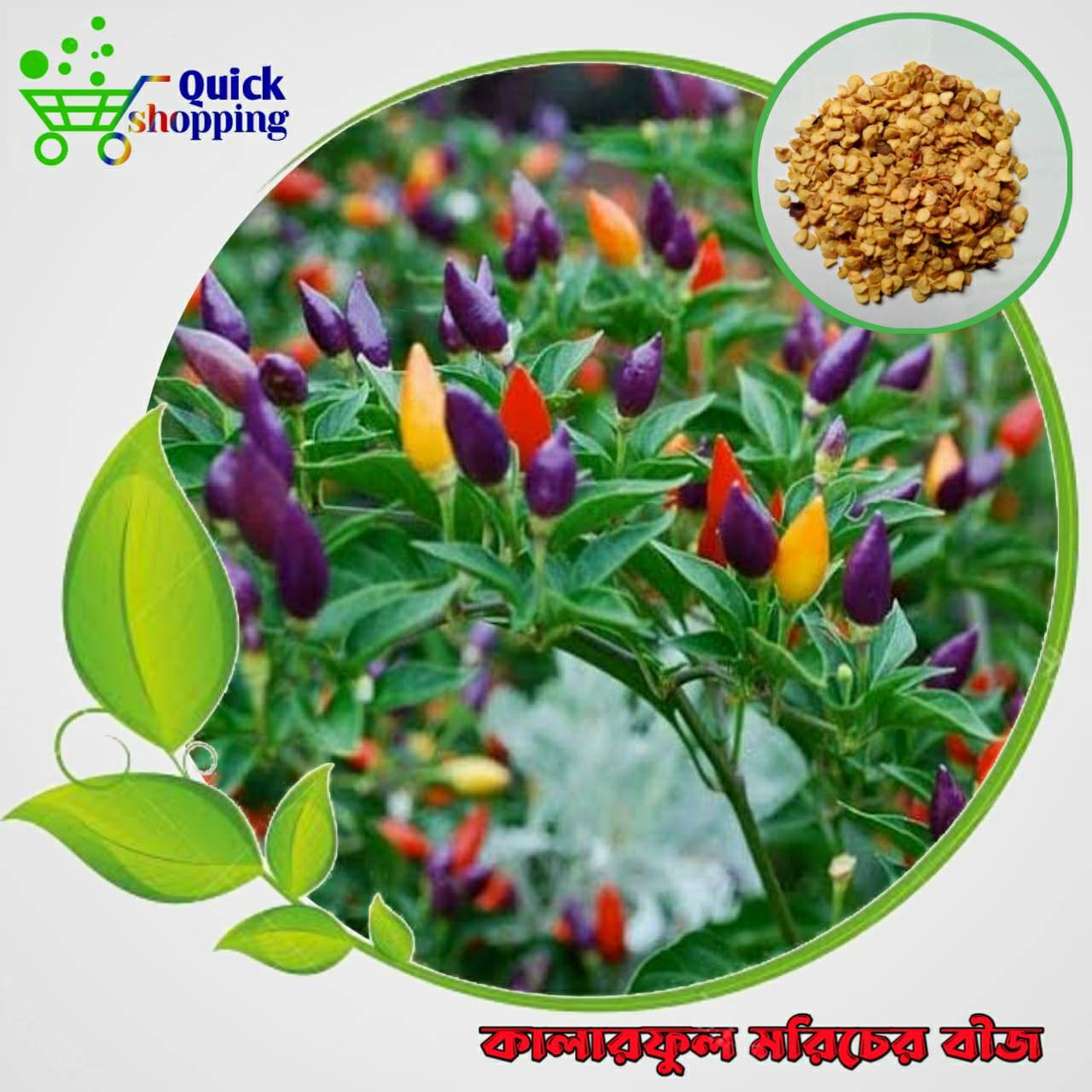 All Season Multicolor Chili Seeds 30 Pis + Gift