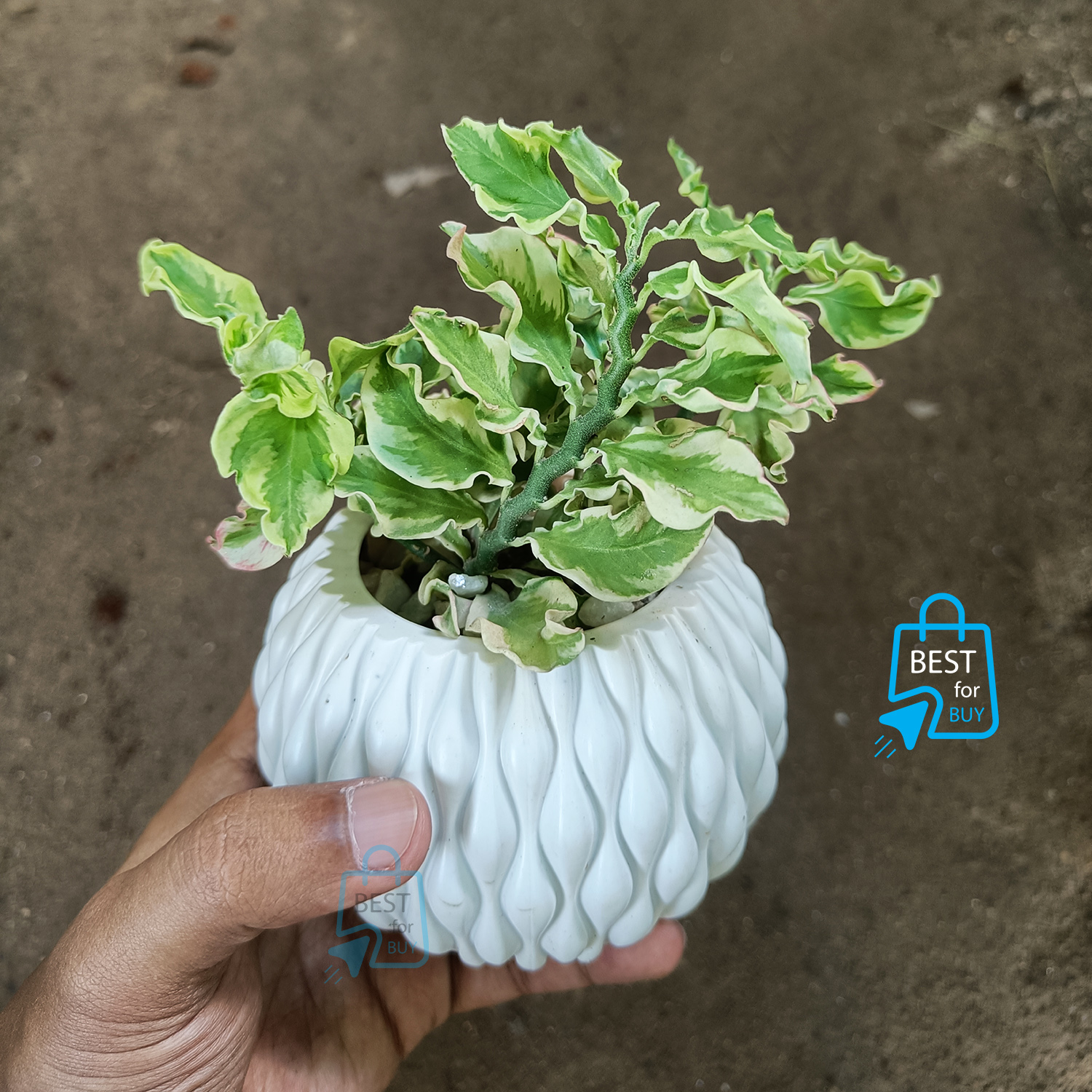 Euphorbia tithymaloides Plant Devil's Backbone Dwarf DB Plant Indore or Outdoor plnat (1 Ready pot). 