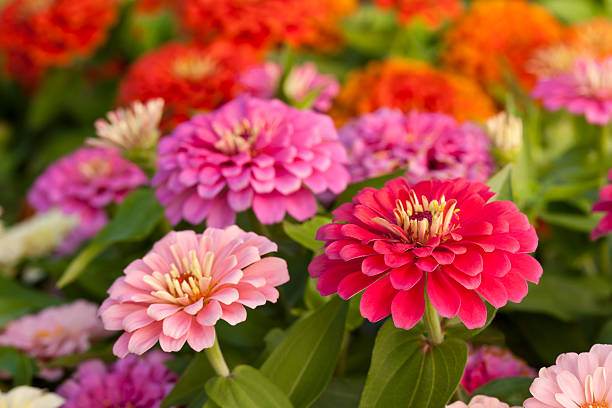 Flower and Tub Combo .3 Pice Tub-3 Type Flower (Zinnia,Dalia,Sunflower). 