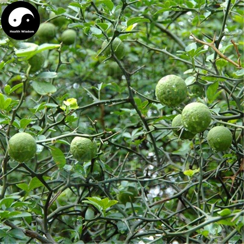 Bitter Orange Tree Semente  Plant & seeds  Citrus Aurantium For Aurantii Zhi Qiao. 