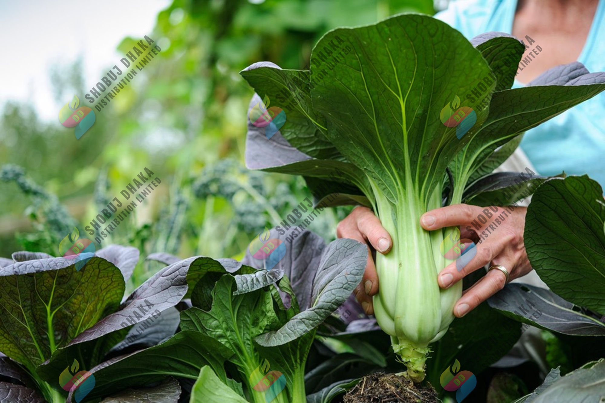 Bok Choy Seeds 100+pcs Re-Pack. 