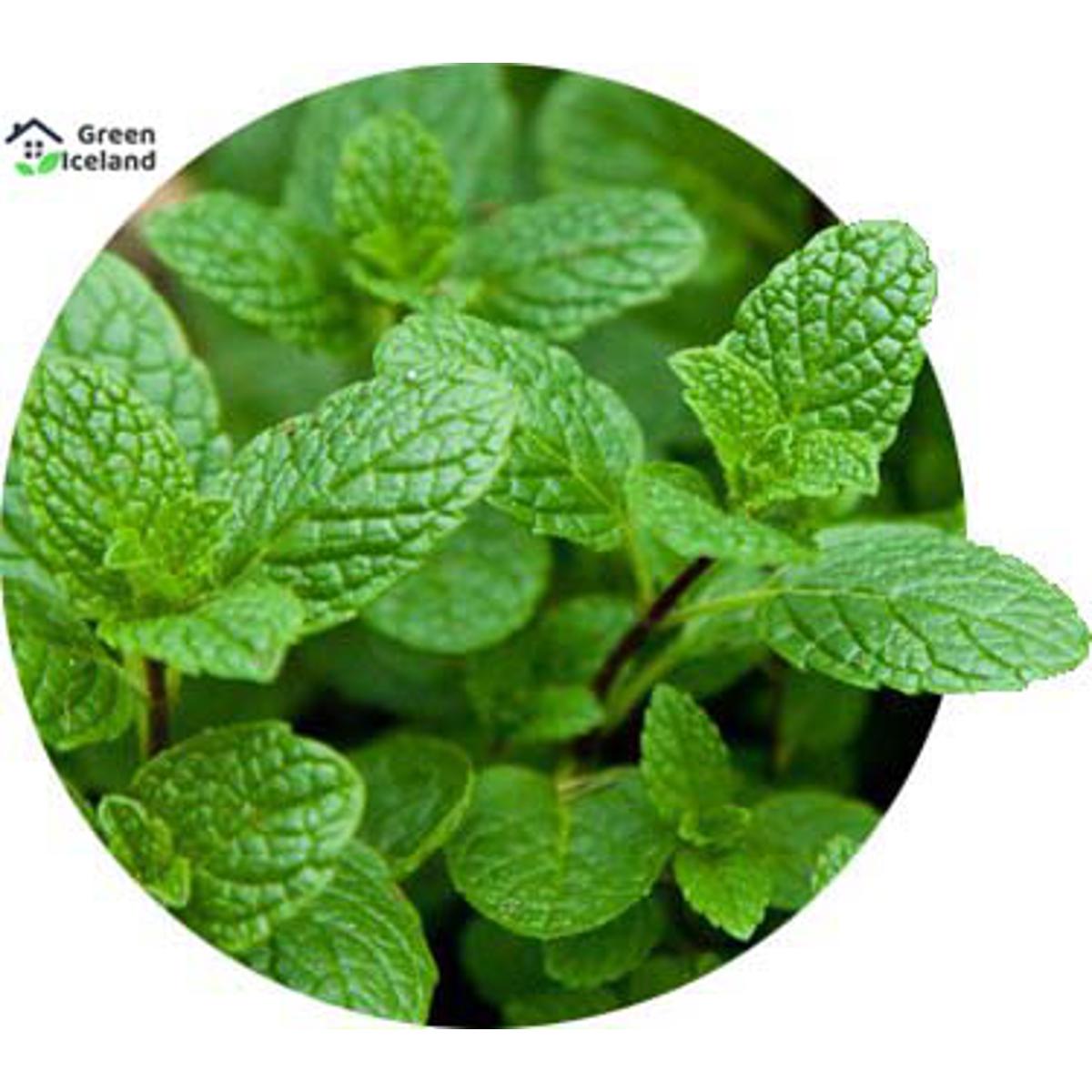 All Season Pudina/Mint Seeds (পুদিনা পাতার বীজ) - 100 Pcs Seeds
