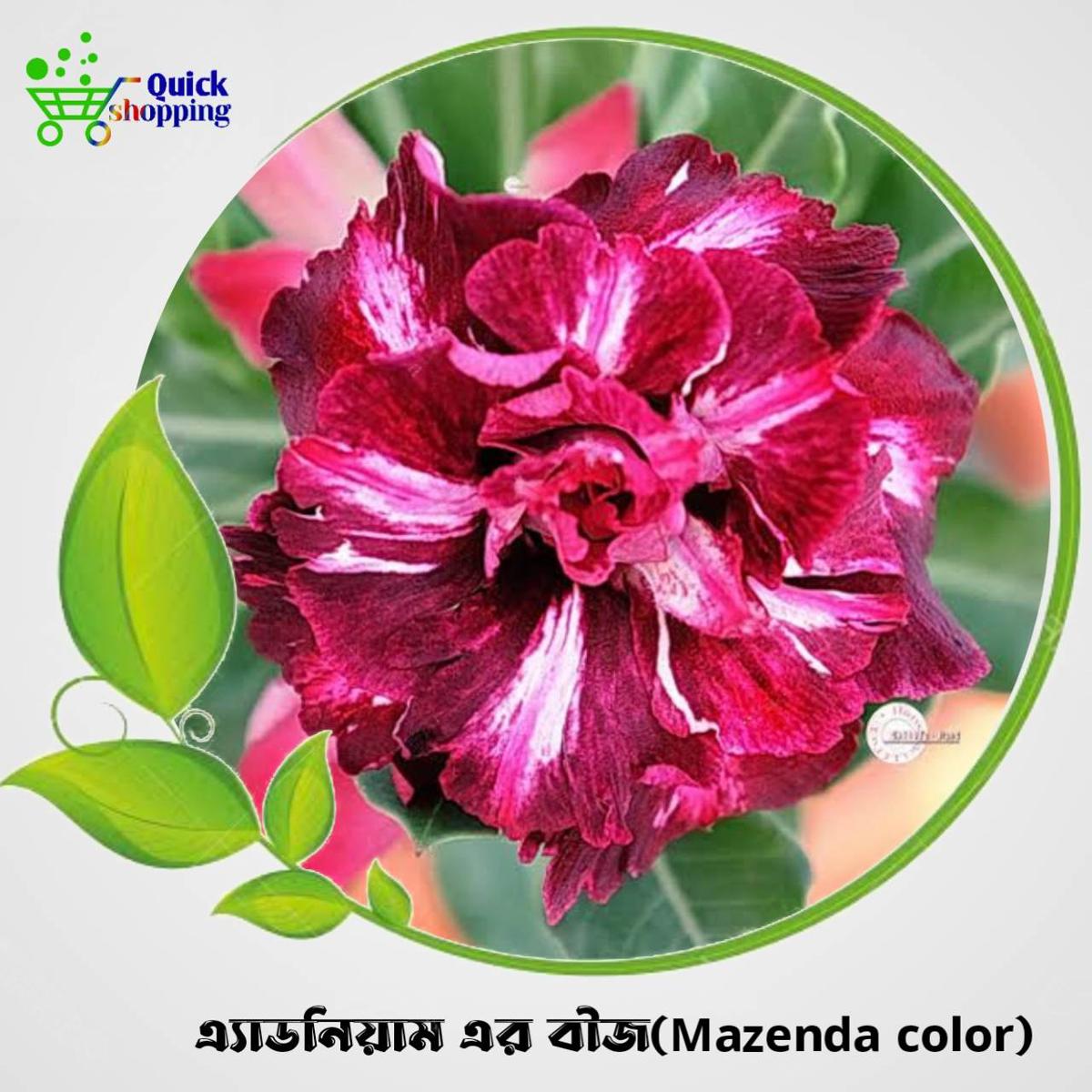 Magenta Color Adenium Seeds 2 Pis (Fixed Color)