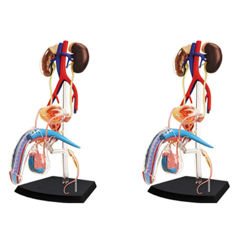 2X Medical Torso Human Body Model Education Male Reproductive System Model for Student Teaching Study Assembling Model
