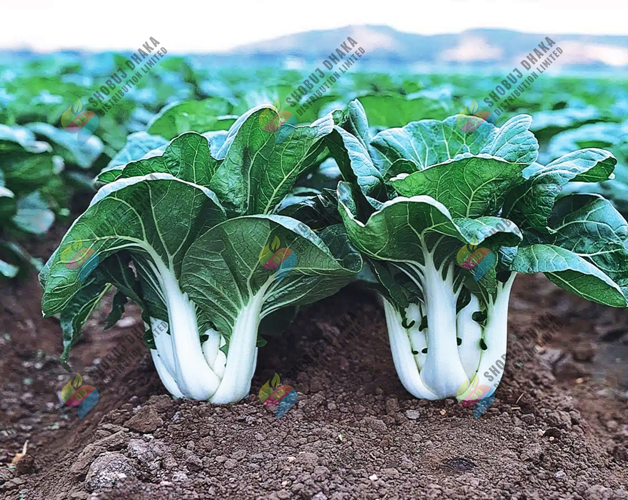 Bok Choy Seeds 100+pcs Re-Pack. 