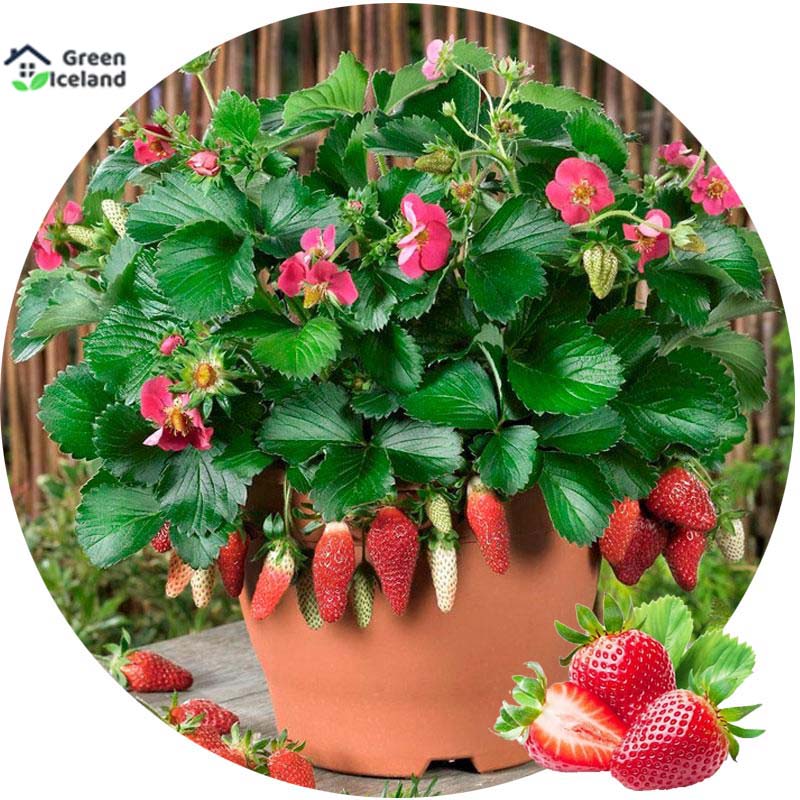 Global Red Strawberry Seeds - 30 Pcs SeedS**