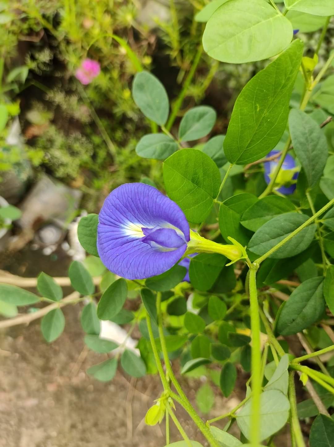Multicolor Hybrid Aparajita Flower Seeds 10+ Pcs Seeds. 