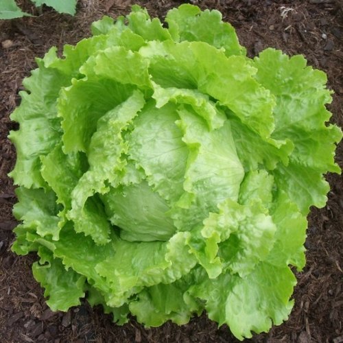 intake pack 50Pcs Letus seeds  Product Type:Bonsai Size:Mini Size:Large Size:Small Size:Medium Flowerpot:Excluded Cultivating Difficulty Degree:Very Easy Applicable Constellation:Sagittarius Style:Perennial Type:Foliage Plants Climate:Temperate Full-bloom. 