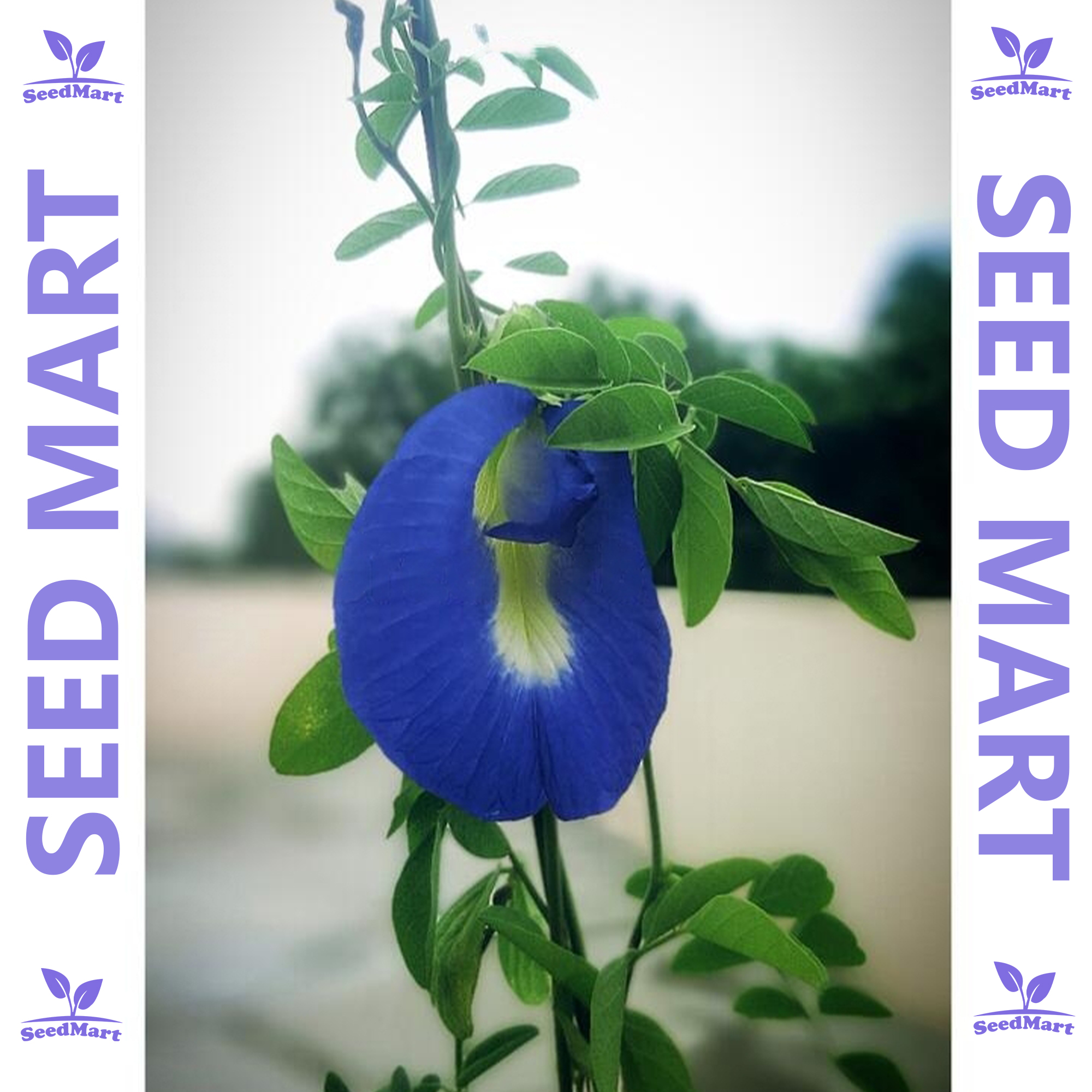 Aparajita flower seeds 5 pice + gift (blue color)