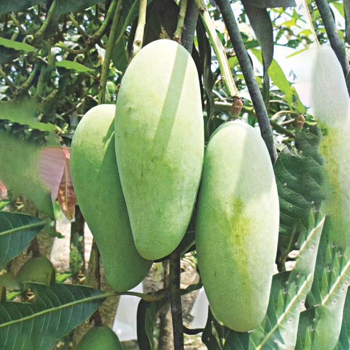 Banana mango tree Asia's largest tree