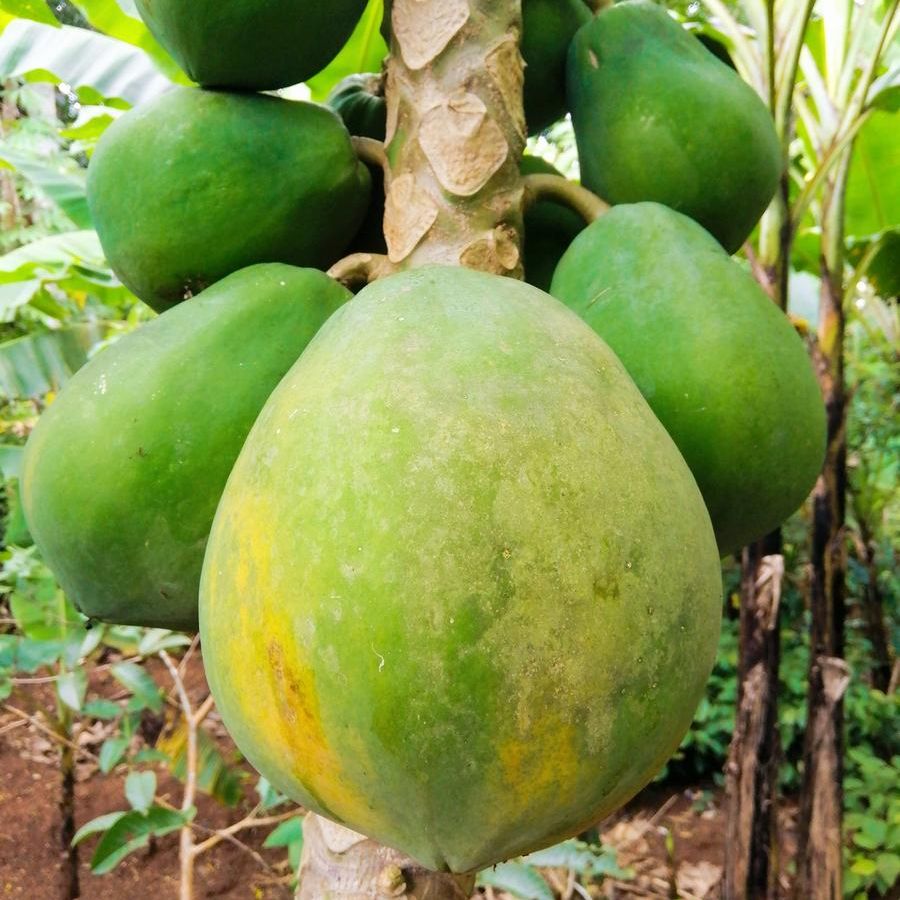 Progressive - Urban Vibes - Hybrid Papaya (Pepe) seeds 1 intake packet (05 gram) - Tools, DIY & Outdoor - Unrivaled in Genre. 