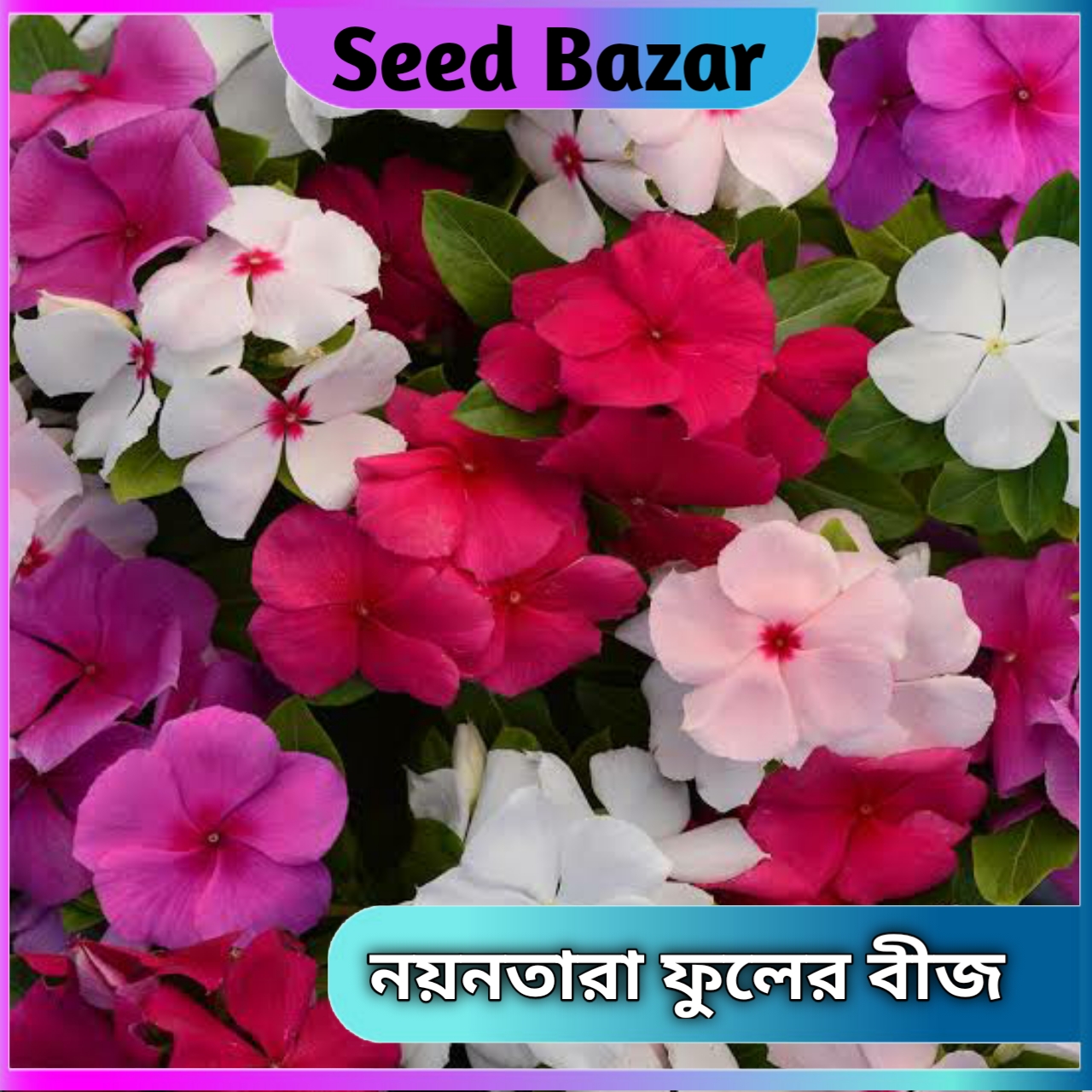 Nayantara flower seeds 20 pice + gift