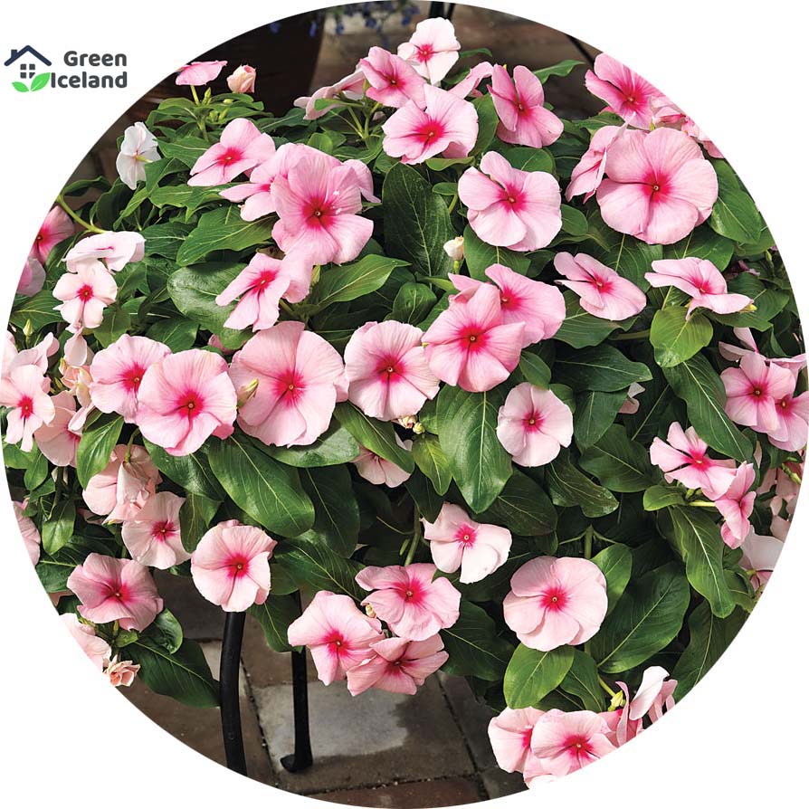 Global Vinca/Noyontara Flower Seeds(নয়নতারা ফুল বীজ) - 20 Pcs Seeds. 