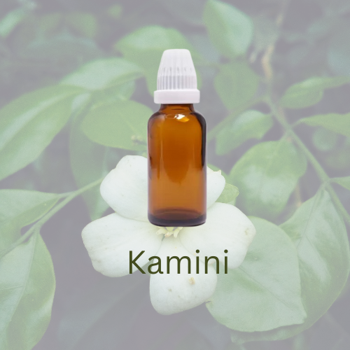 Kamini Essential Oil 0.5 Oz (15ML) / 1 Oz (30ML) / 50ML / 100ML Aromatherapy Fragrance for Candle Making