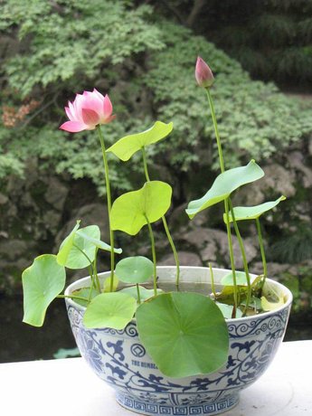 Poddo flower 2 pice, Jol Poddo Ful / Lotus Flower Seeds. 