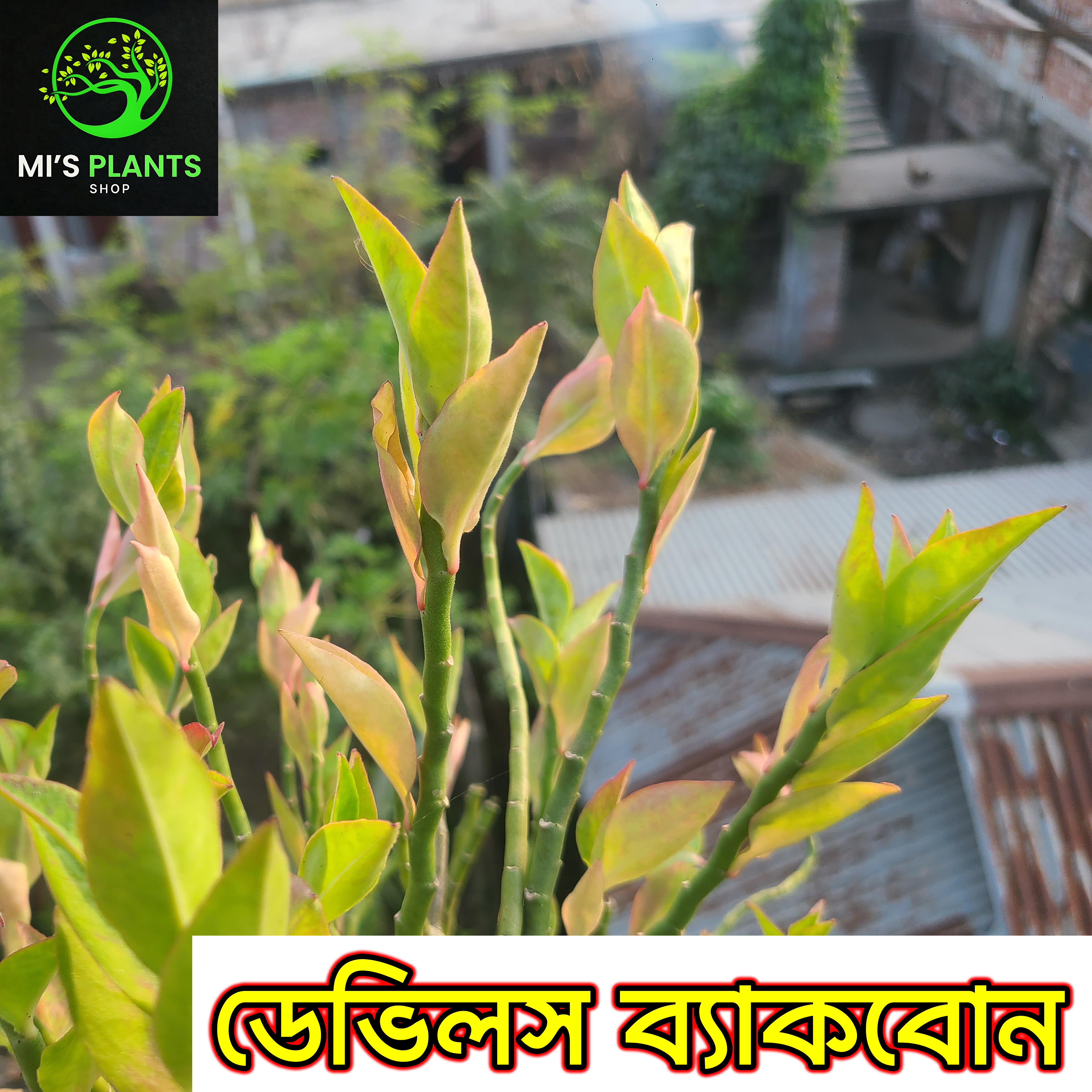 Devil's Backbone/Euphorbia Tithymaloides, Dwarf DB Plant [1 Piece Plant/Cutting] MI's Plants. 