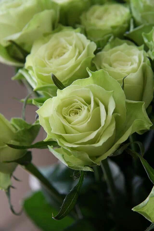 Natural Sure Green Roses Flower Seeds - 25 Pcs Seeds. 