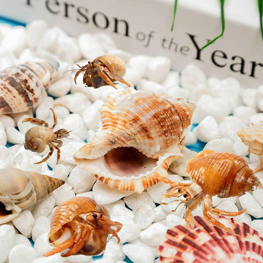 11pcs Hermit Crab Shells Medium Small Growth Turbo Seashells Sea Shell For Hermit Crabs. 